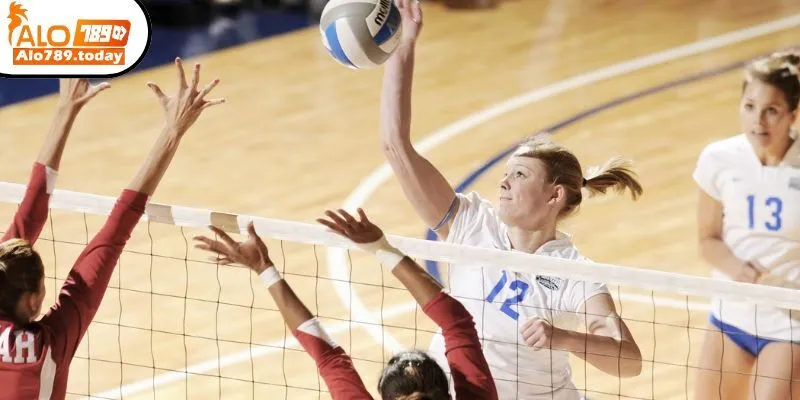 Các kèo cá cược bóng chuyền thông dụng tại Alo789