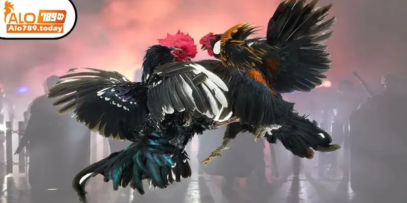 Hướng dẫn chơi đá gà Thomo dễ hiểu tại Alo789